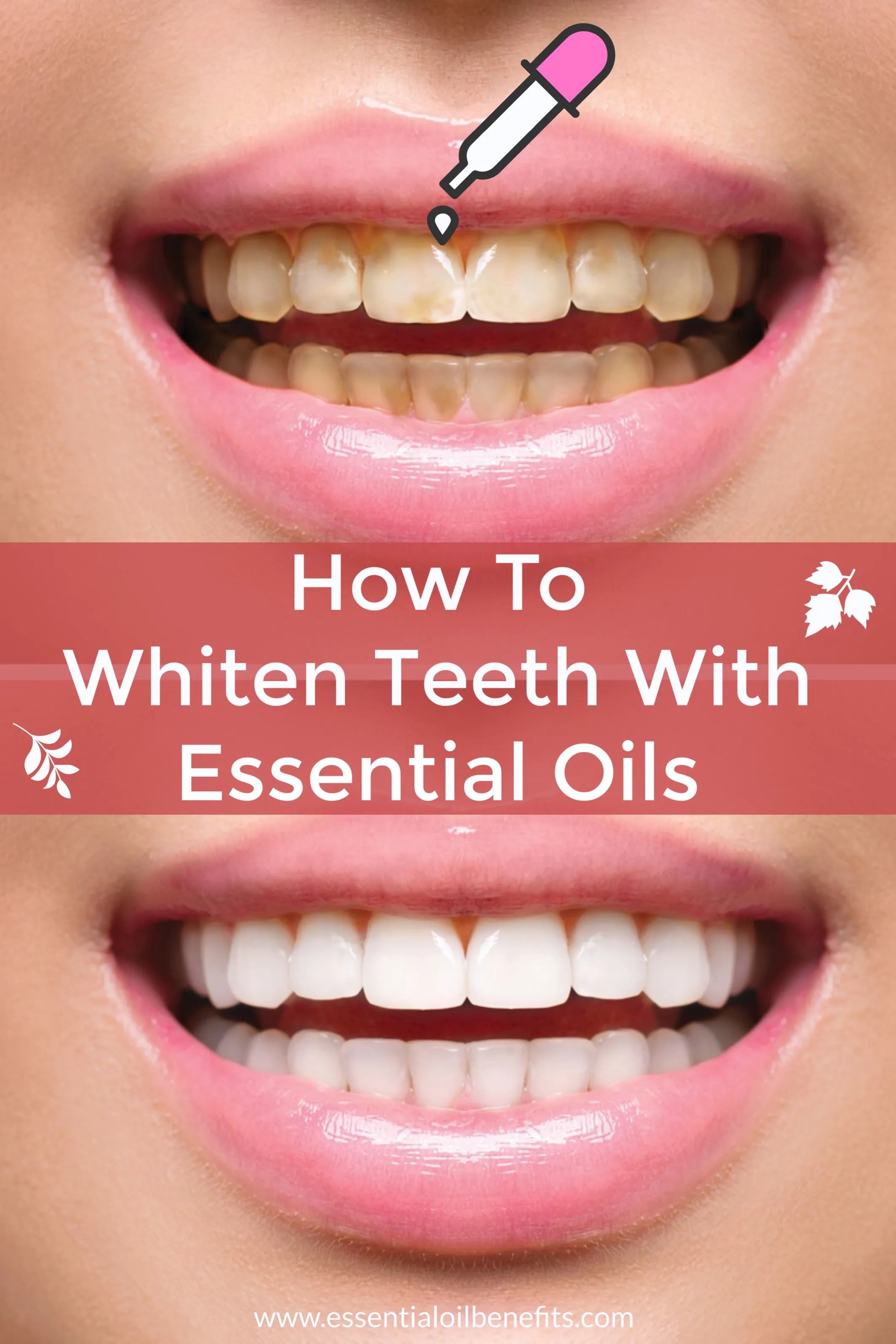 29447 tea tree oil teeth